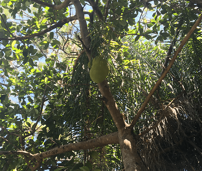 Giant jackfruit high in the canopy... the last one. Grown in Naples, FL by Charles King. Vying for Veganism